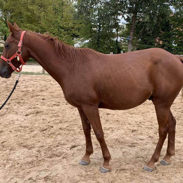 Cheval Gold Cheval Gold