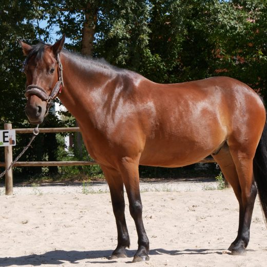 Cheval June Cheval June