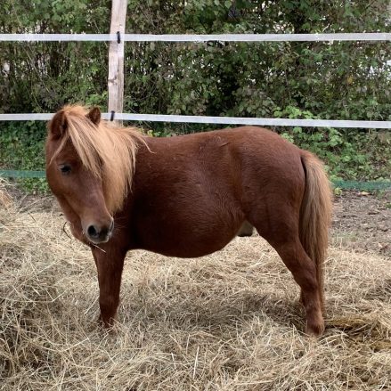 Poney Cookie Poney Cookie