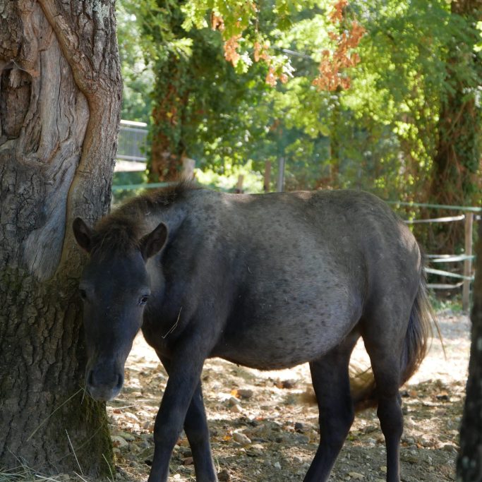 Poney Crackers Poney Crackers