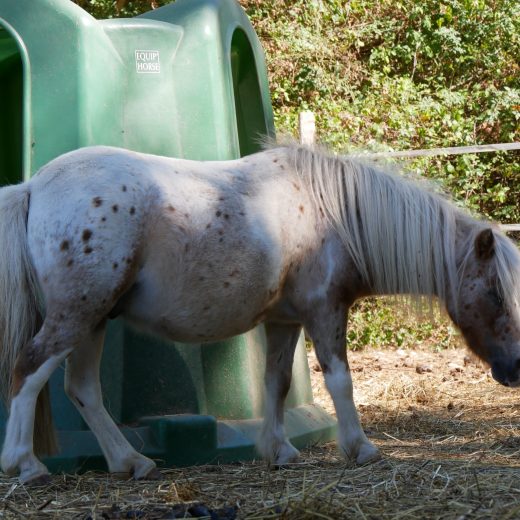 Poney Denver(2) Poney Denver(2)