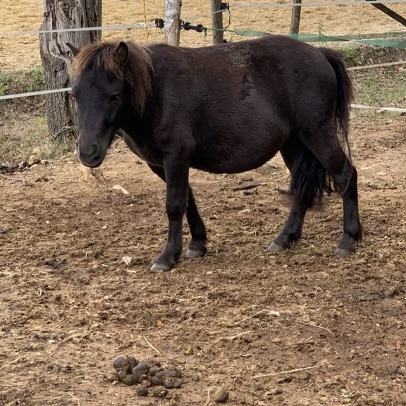Poney Jacadi Poney Jacadi