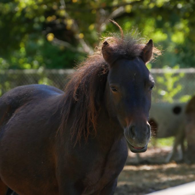 Poney Jimini Poney Jimini