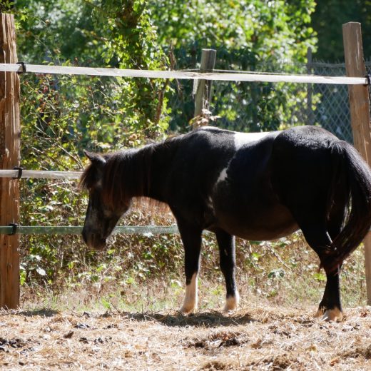 Poney Lisette (pie) Poney Lisette (pie)