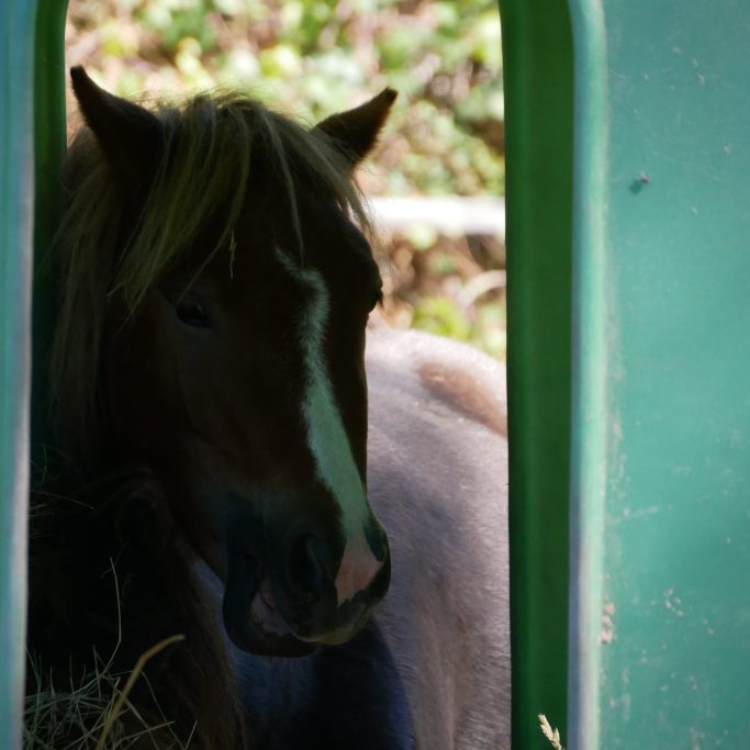 Poney Paillette Poney Paillette