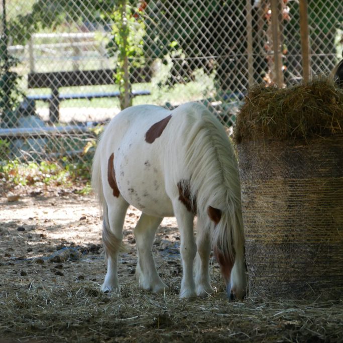 Poney idefix à taches Poney idefix à taches